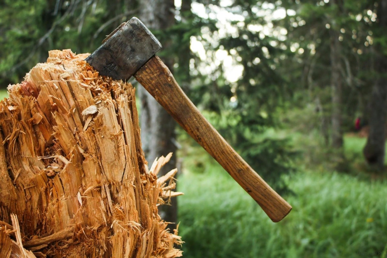 Самарские власти обещают контро­ли­ровать вырубку деревьев в «Новой Самаре»