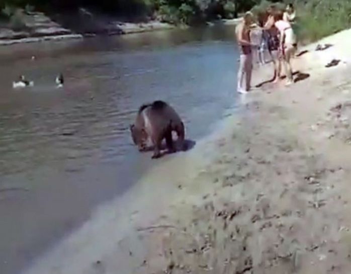 Видео собака привела медведей. Медведь в Урюпинске. Медведь на пляже. Медведи купаются на пляже в России. Урюпинск пляж.