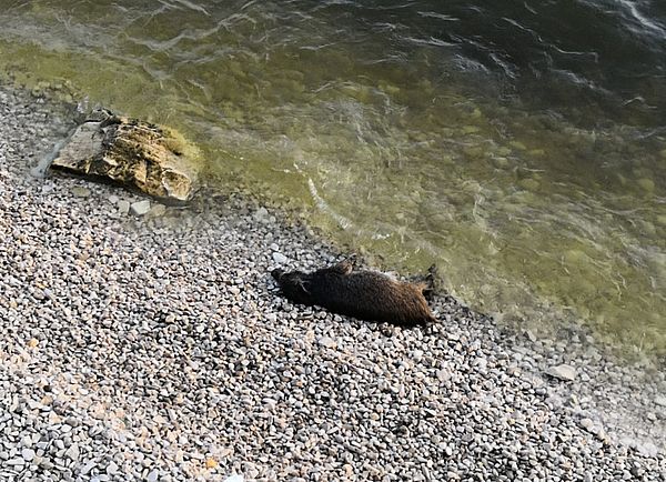 Жители Тольятти нашли на набережной Волги двух мертвых кабанов | CityTraffic