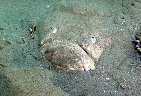 Дайвер снял на видео опасную рыбу Звездочета, которая прикинулась кучкой песка в ожидании добычи | CityTraffic