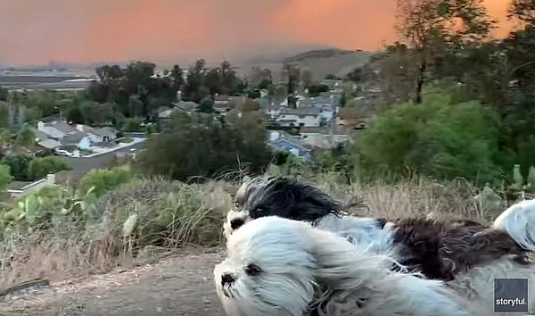 В Калифорнии ветер сдувает собак и подгоняет пожар "Легкий огонь": видео | CityTraffic