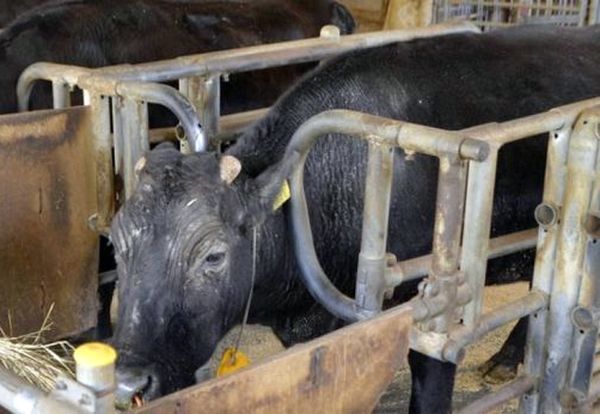 Корова-клон из Японии прожила столько же, сколько "настоящие" коровы | CityTraffic