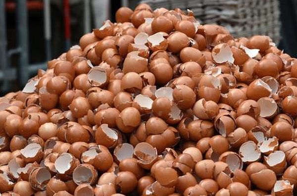 В Самарской области уничтожили 1000 "нелегальных" яиц | CityTraffic