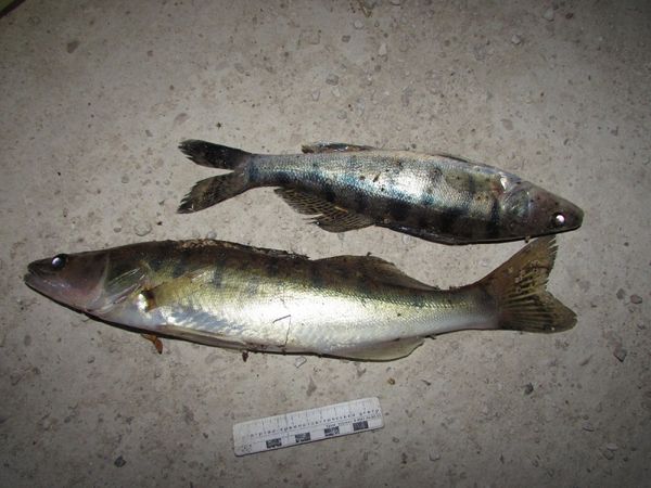 Более 10 тонн рыбы изъяли у браконьеров полицейские Самарской области | CityTraffic
