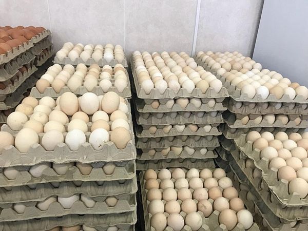 В Тольятти задержали 303 тысячи "нелегальных" яиц из Азербайджана | CityTraffic