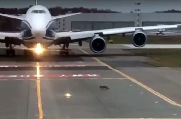 В аэропорту «Шереметьево» по взлетной полосе бегала лиса, которую пропускали самолеты: видео | CityTraffic