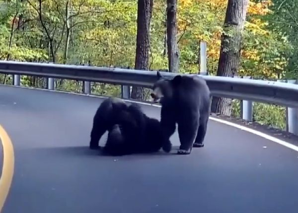 Туристы сняли на видео играющих прямо на дороге трех медведей: видео | CityTraffic