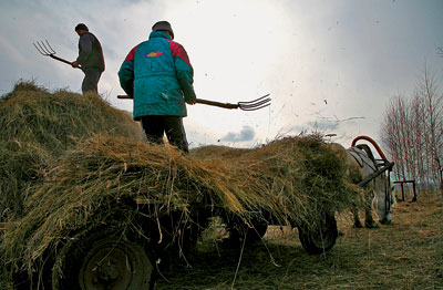 Самарская область стала девятой в ПФО по количеству фермерских хозяйств | CityTraffic