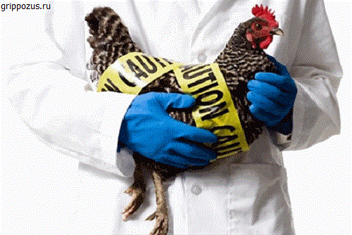 В трети штатов США свирепствует птичий грипп | CityTraffic