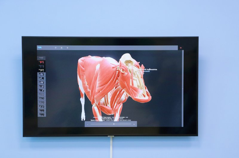 В СамГМУ создали детальную модель органов коровы