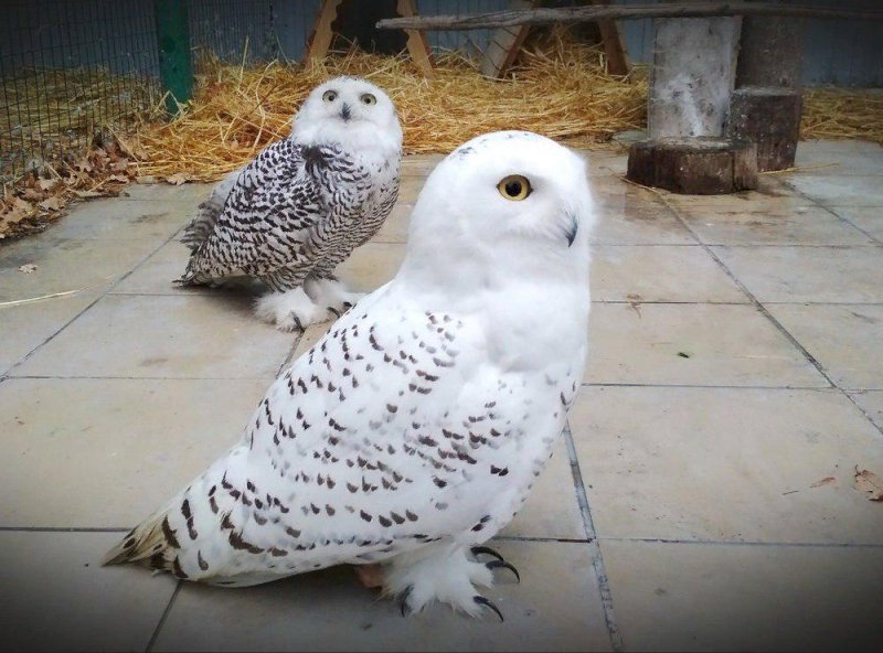 В Самарском зоопарке выберут самую роман­тичную пару животных