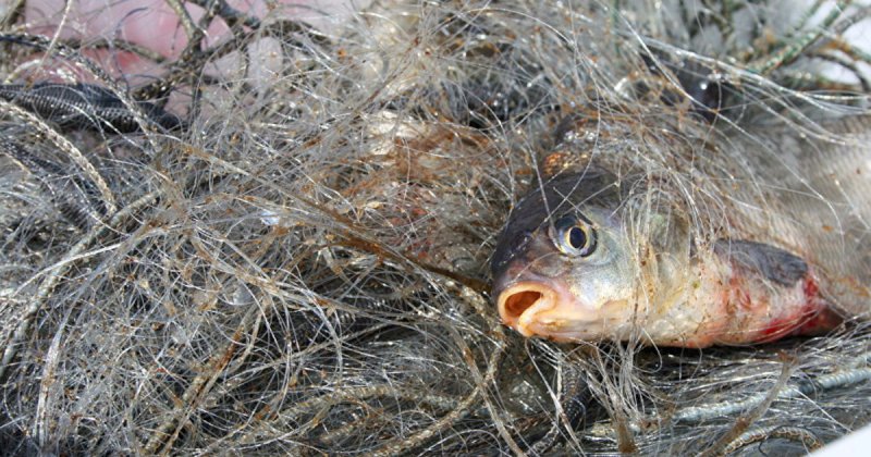 Рыбака из Самарской области приго­ворили к 150 часам обяза­тельных работ за браконьерство
