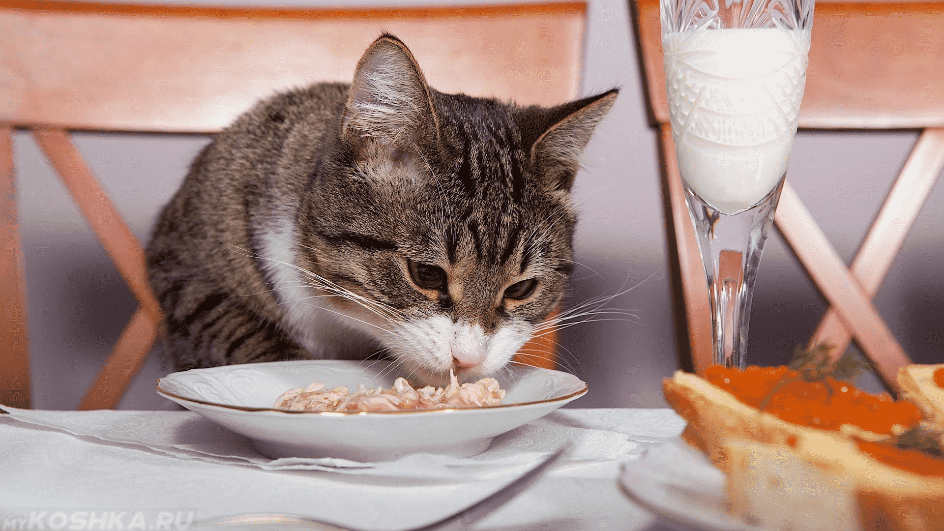 Ученые: домашняя еда может быть опасна для кошек
