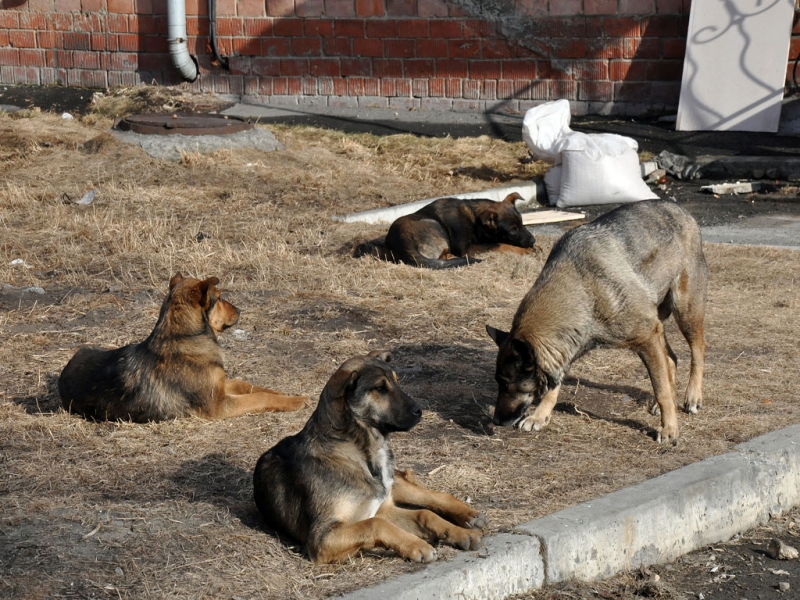 Жители Самары жалуются на бездомных собак, которые бросаются на людей возле Губернского рынка