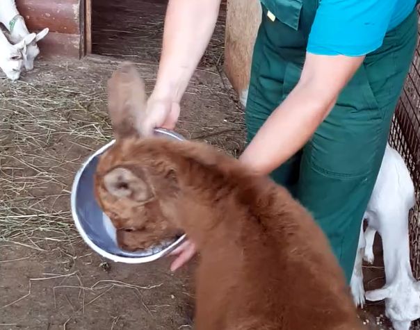 Посетители самар­ского зоопарка сняли на видео, как спасенный лосенок пьет молоко