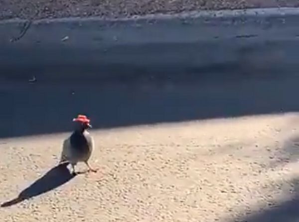 По Лас-Вегасу разгуливают голуби в ковбойских шляпах: видео | CityTraffic