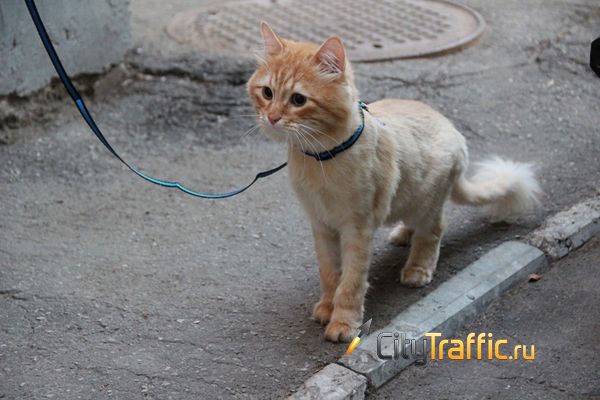 Россияне предлагают создать в городах площадки для выгула кошек | CityTraffic