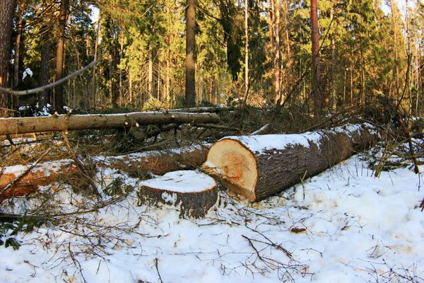 В Самарской области ФСБ задержала главу управ­ления депар­та­мента лесного хозяйства задержали за взятку