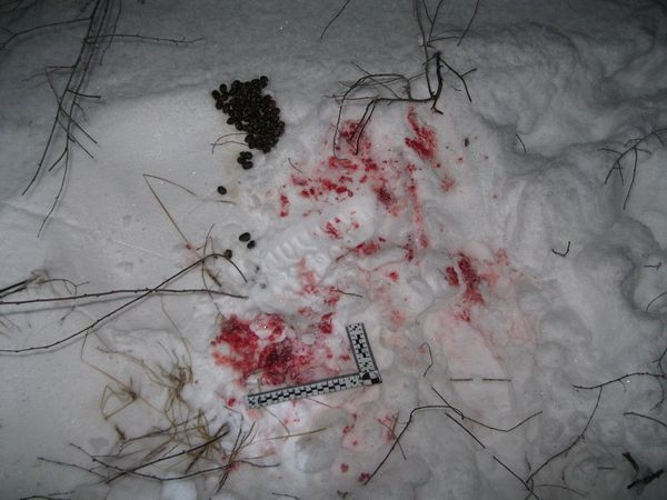 Браконьер, убивший лося в лесу Самарской области, пытался уйти от полиции | CityTraffic