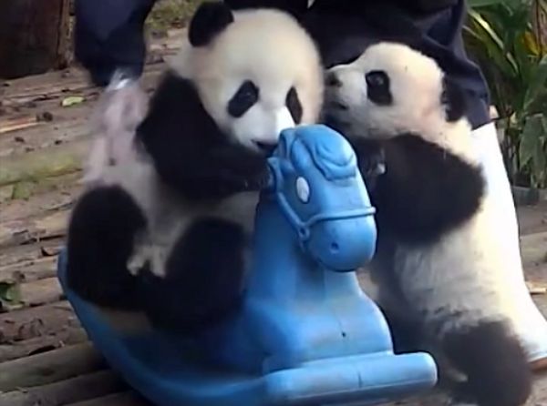 Малыш панда настолько косолапый, что не может усидеть на лошадке: видео | CityTraffic