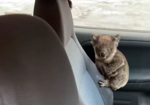 Люди вывезли коал с горящего острова Кенгуру: видео | CityTraffic