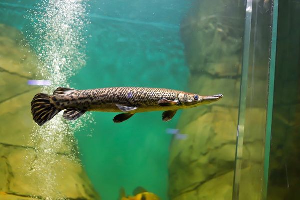 "Извините, что к вашему приходу рыбы съели зелень": Самарский океанариум ответил зоозащитникам | CityTraffic