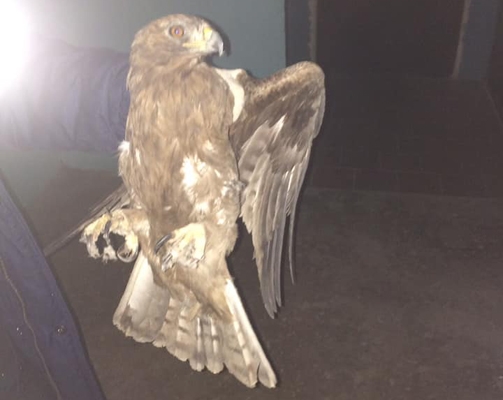В Тольятти на чердаке жилого дома спасатели ловили большую хищную птицу | CityTraffic