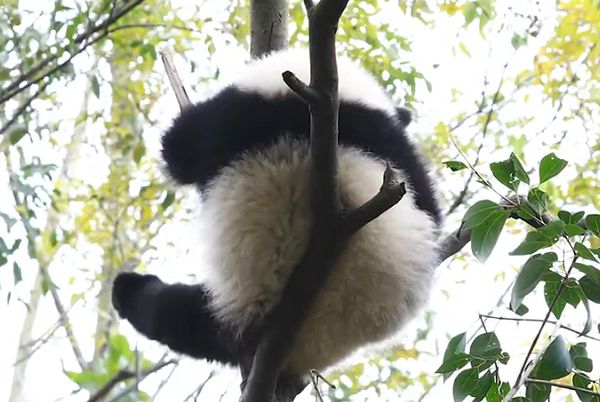 Малыш панда делает йогу на дереве: видео | CityTraffic