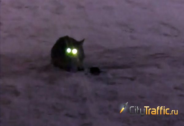 Кошка с горящими глазами выкопала из сугроба мышь и устроила с ней безумные пляски: видео | CityTraffic