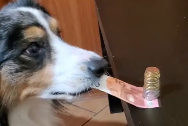 Собака крадет купюру из-под стопки монет, не уронив ни одной из них: видео | CityTraffic