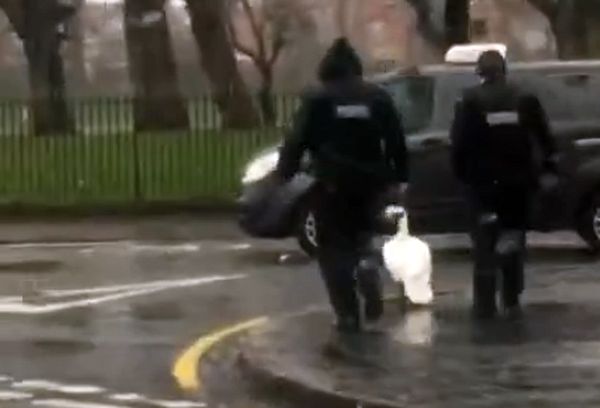 Полицейские проводили лебедя, который сбежал из пруда, обратно домой: видео | CityTraffic