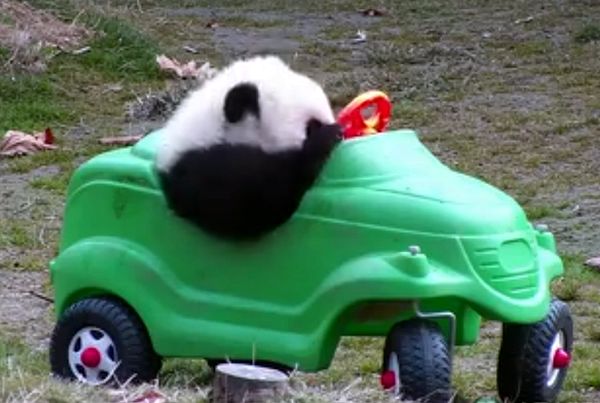 Медвежонок панда сел за руль и застрял в машине: видео | CityTraffic