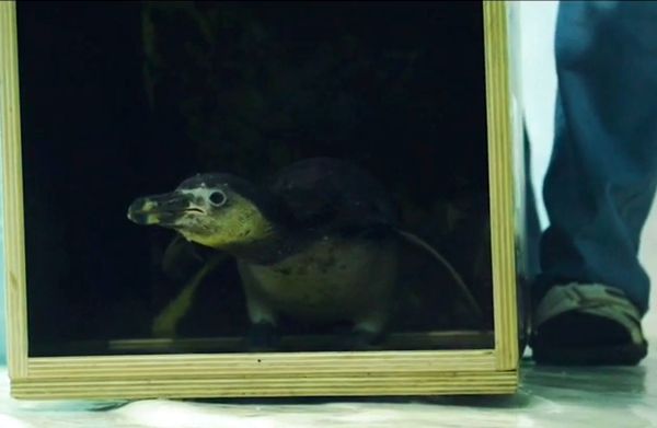 Четыре пингвина прилетели в Самару из Европы прямым рейсом: видео | CityTraffic