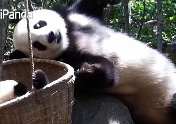 Панда нашла способ качать своего малыша в кроватке, не прерывая отдых: видео | CityTraffic