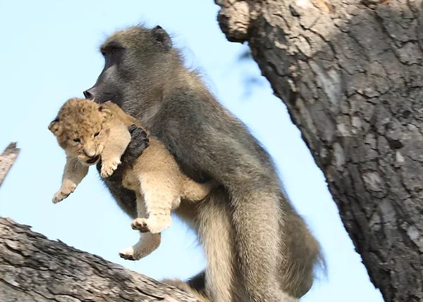 Бабуин украл львенка и "усыновил" его: видео | CityTraffic