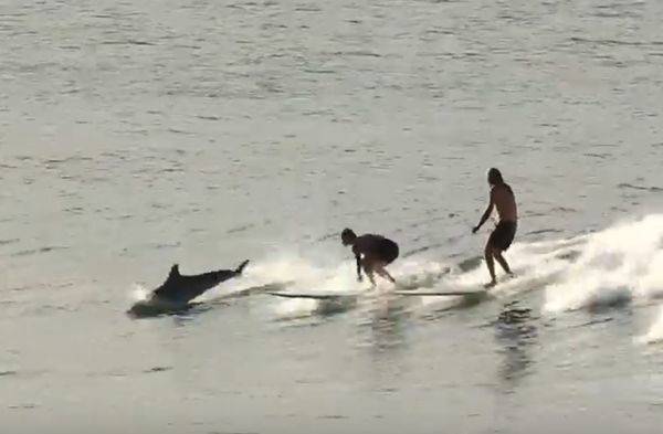 Дельфины катаются на волнах вместе с серферами: видео | CityTraffic
