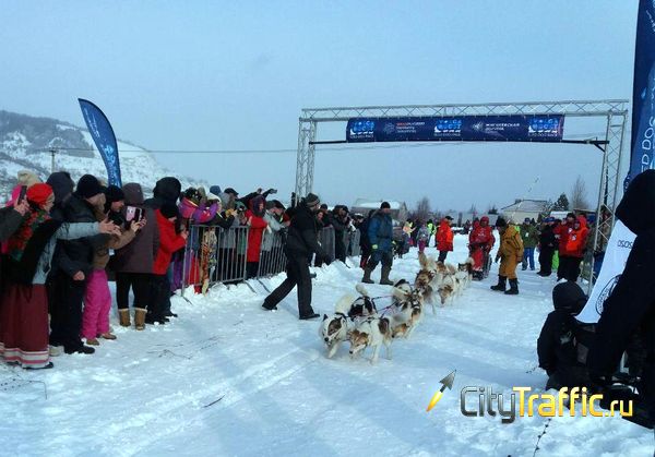 Гонка на собачьих упряжках чемпионата Arctic World Series впервые стартовала в Ширяево | CityTraffic