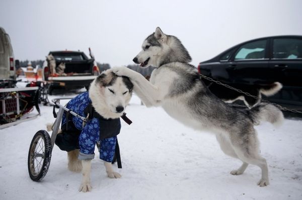 В Самарской области состоится международная гонка на собачьих упряжках | CityTraffic