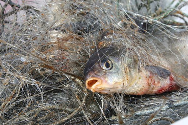 Двоих жителей Самары задержали за незаконный вылов рыбы | CityTraffic