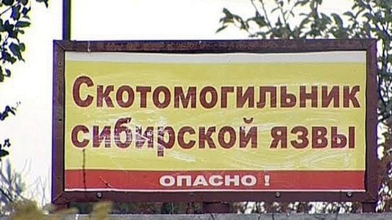 Скотомогильник с сибирской язвой в Самарской области обезопасили за 1,3 млн  рублей | CityTraffic