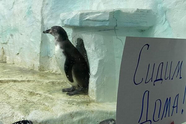 Что делают пингвины на самоизо­ляции в Самарском океана­риуме: видео
