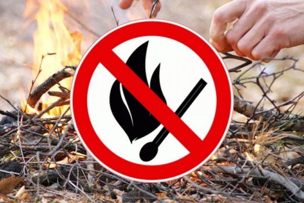 В Самарской области запретили находиться в лесах из-за угрозы пожаров | CityTraffic