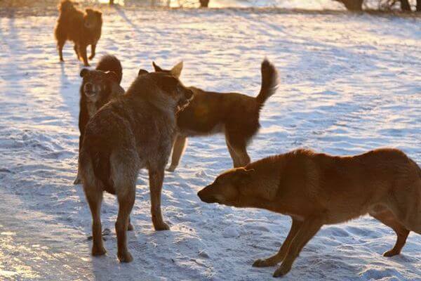 В Промышленном районе Самары прокуроры добились отправки бездомных собак во временные пункты содержания