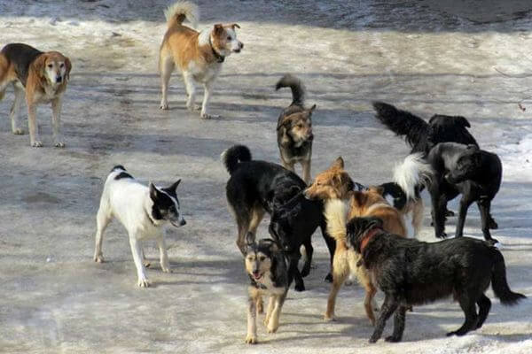 В Самаре с 6 декабря бездомных собак нельзя возвращать в парки, на детские площадки, на терри­торию школ, медучре­ждений и заведений общепита