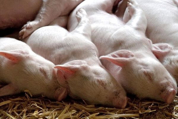 В Самарской области продолжается изъятие свиней в очагах, где обнаружена африканская чума | CityTraffic
