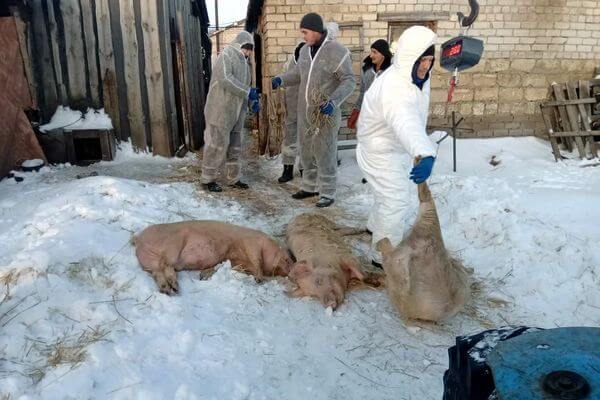 Чума свиней продолжает захватывать новые территории в Самарской области | CityTraffic