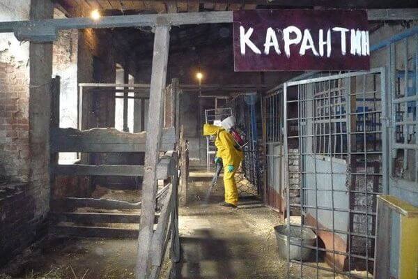 В Самарской области на одной из ферм нашли вспышку лептоспироза
