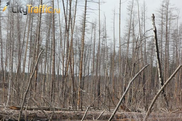 На очистку лесов Самары от хвороста потратят более 11 млн рублей | CityTraffic