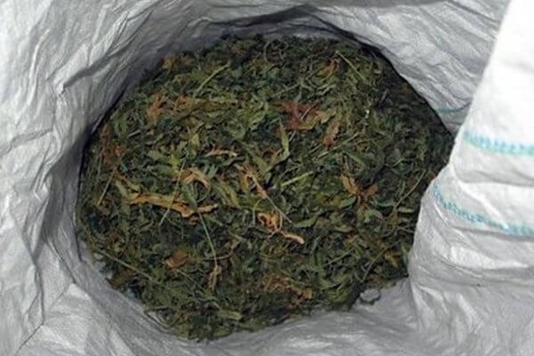 В Тольятти участник нарко­картеля осужден за выращи­вание 30 кг конопли
