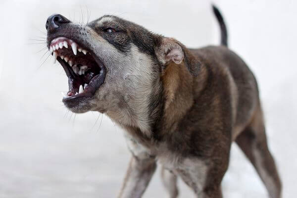 Глава СК РФ поручил возбудить уголовное дело из-за бездей­ствия по отлову агрес­сивных собак в Самарской области